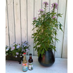 Catalina - Drbeformet vase